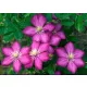 Klematisz / Iszalag - Clematis 