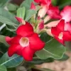 Piros virágú Sivatagi rózsa - Adenium obesum 'Red'
