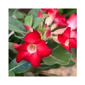   Piros virágú Sivatagi rózsa - Adenium obesum 'Red'