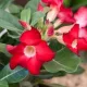 Piros virágú Sivatagi rózsa - Adenium obesum 'Red'