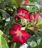 Piros virágú Sivatagi rózsa - Adenium obesum 'Red'