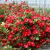 Piros virágú Sivatagi rózsa - Adenium obesum 'Red'