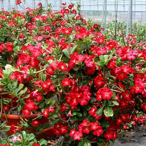 Piros virágú Sivatagi rózsa - Adenium obesum 'Red'