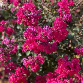   Kínai selyemmírtusz - Lagerstroemia "Red Red Wine"