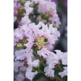 Kínai selyemmírtusz - Lagerstroemia indica  - "With Love Babe"