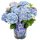  Kerti hortenzia - Hydrangea macrophylla Music Collection "Blue Ballad" K2