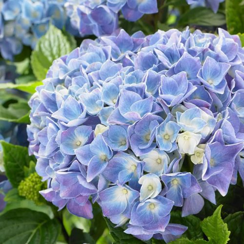  Kerti hortenzia - Hydrangea macrophylla Music Collection "Blue Ballad" K2