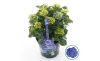  Kerti hortenzia - Hydrangea macrophylla Music Collection "Blue Ballad" K2