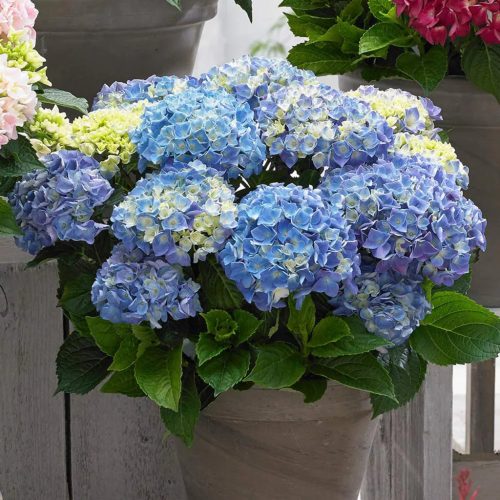  Kerti hortenzia - Hydrangea macrophylla Music Collection "Blue Ballad" K2