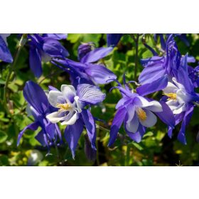   Kék-fehér harangláb - Aquilegia caerulea 'Spring Magic Navy and White'