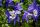 Kék-fehér harangláb - Aquilegia caerulea 'Spring Magic Navy and White'
