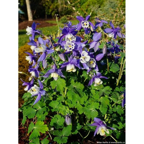 Kék-fehér harangláb - Aquilegia caerulea 'Spring Magic Navy and White'