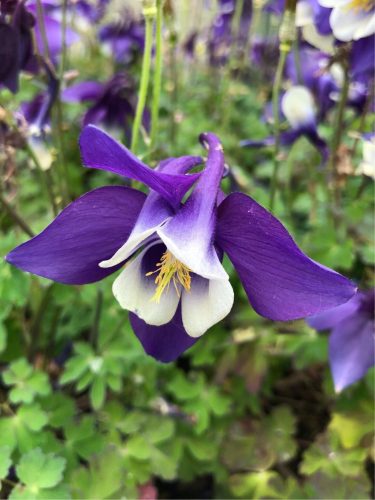 Kék-fehér harangláb - Aquilegia caerulea 'Spring Magic Navy and White'