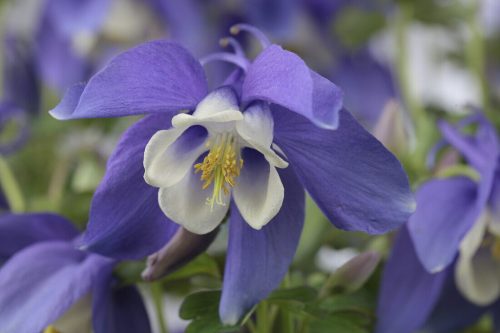 Kék-fehér harangláb - Aquilegia caerulea 'Spring Magic Navy and White'