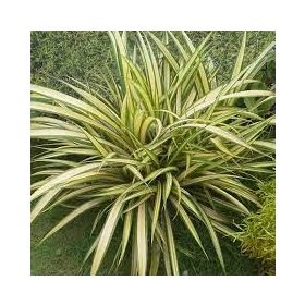 Tengerparti vászonfű - Phormium "Cream Delight"