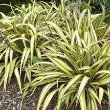 Tengerparti vászonfű - Phormium "Cream Delight"