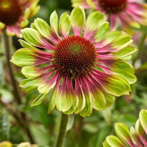 Bíbor kasvirág - Echinacea purpurea 'Green Twister'