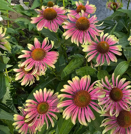 Bíbor kasvirág - Echinacea purpurea 'Green Twister'