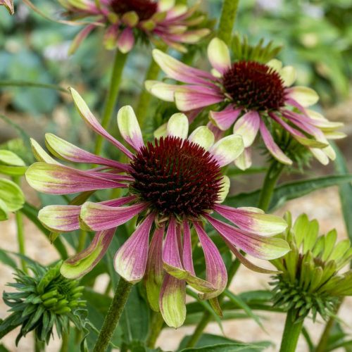 Bíbor kasvirág - Echinacea purpurea 'Green Twister'