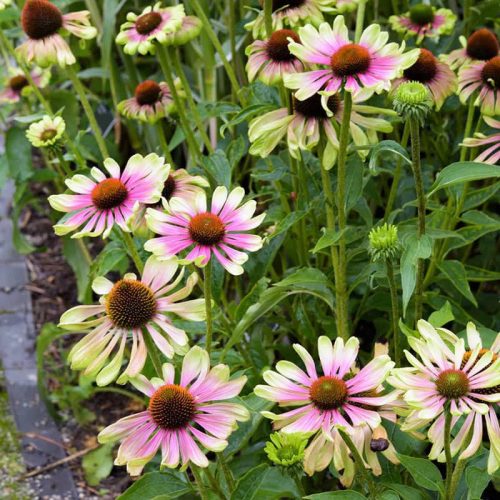 Bíbor kasvirág - Echinacea purpurea 'Green Twister'