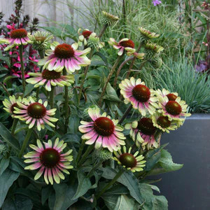 Bíbor kasvirág - Echinacea purpurea 'Green Twister'