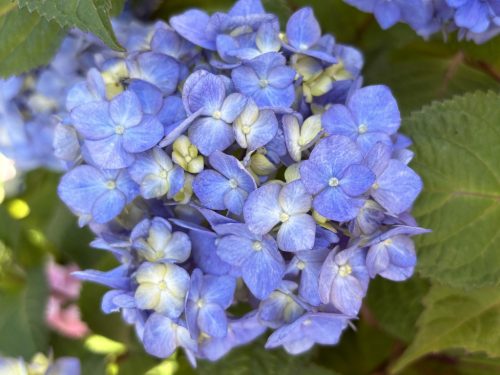 Kerti hortenzia - Hydrangea macrophylla 'Endless Summer Bloomstar Blue"