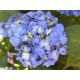 Kerti hortenzia - Hydrangea macrophylla 'Endless Summer Bloomstar Blue"