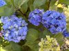 Kerti hortenzia - Hydrangea macrophylla 'Endless Summer Bloomstar Blue"