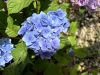 Kerti hortenzia - Hydrangea macrophylla 'Endless Summer Bloomstar Blue"