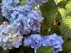 Kerti hortenzia - Hydrangea macrophylla 'Endless Summer Bloomstar Blue"