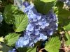 Kerti hortenzia - Hydrangea macrophylla 'Endless Summer Bloomstar Blue"