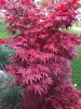Japán juhar - Acer palmatum "Pixie" K1