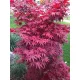 Japán juhar - Acer palmatum "Pixie" K1