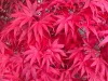 Japán juhar - Acer palmatum "Pixie" K1