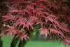 Japán juhar - Acer palmatum "Pixie" K1