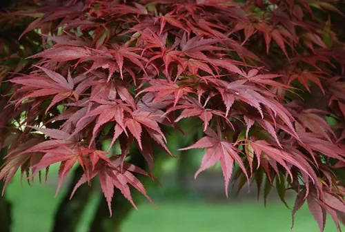 Japán juhar - Acer palmatum "Pixie" K1