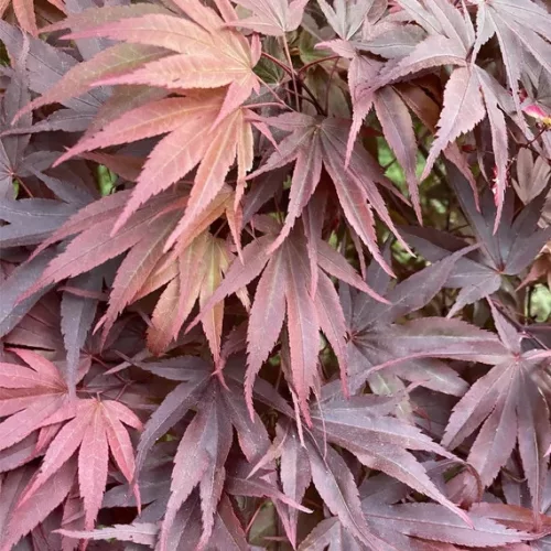 Japán juhar - Acer palmatum "Pixie" K1