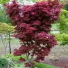 Japán juhar - Acer palmatum "Pixie" K1