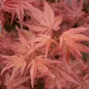 Japán juhar - Acer palmatum "Pixie" K1