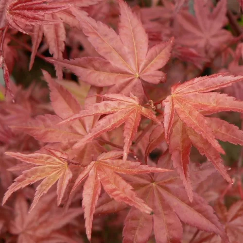 Japán juhar - Acer palmatum "Pixie" K1