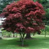 Japán juhar - Acer palmatum "Pixie" K1