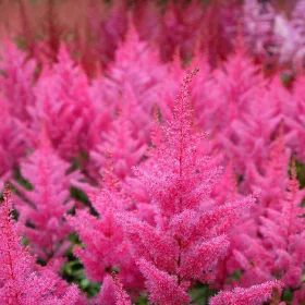 Tollbuga - Astilbe "Elisabeth van veen"