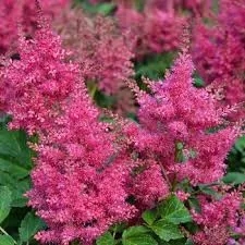 Tollbuga - Astilbe "Elisabeth van veen"
