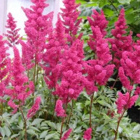 Tollbuga - Astilbe "Elisabeth van veen"