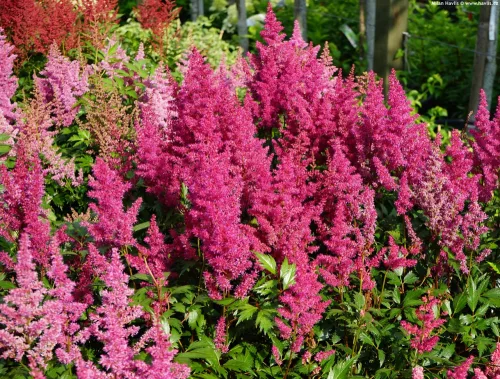 Tollbuga - Astilbe "Elisabeth van veen"