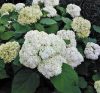 Cserjés hortenzia " Bounty" - Hydrangea Arborescens