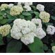 Cserjés hortenzia " Bounty" - Hydrangea Arborescens