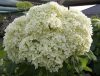 Cserjés hortenzia " Bounty" - Hydrangea Arborescens