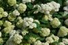 Cserjés hortenzia " Bounty" - Hydrangea Arborescens