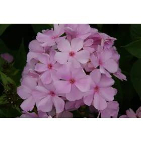 Bugás lángvirág - Phlox paniculata "Pinky Hill"